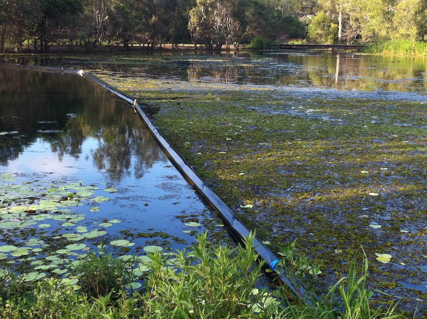 Weed Boom containing Blue Algae growing on pond